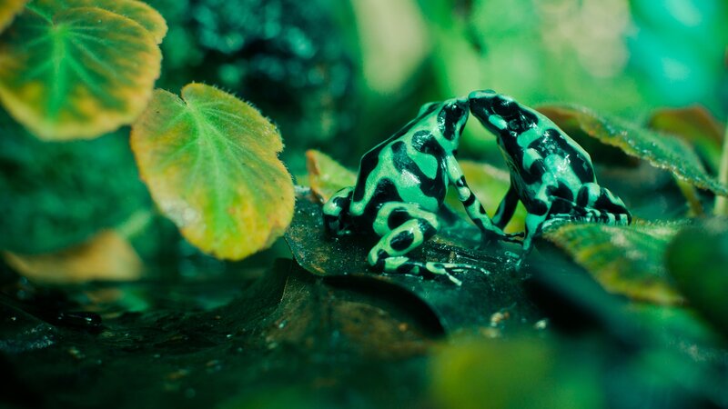 Two frogs in a forest