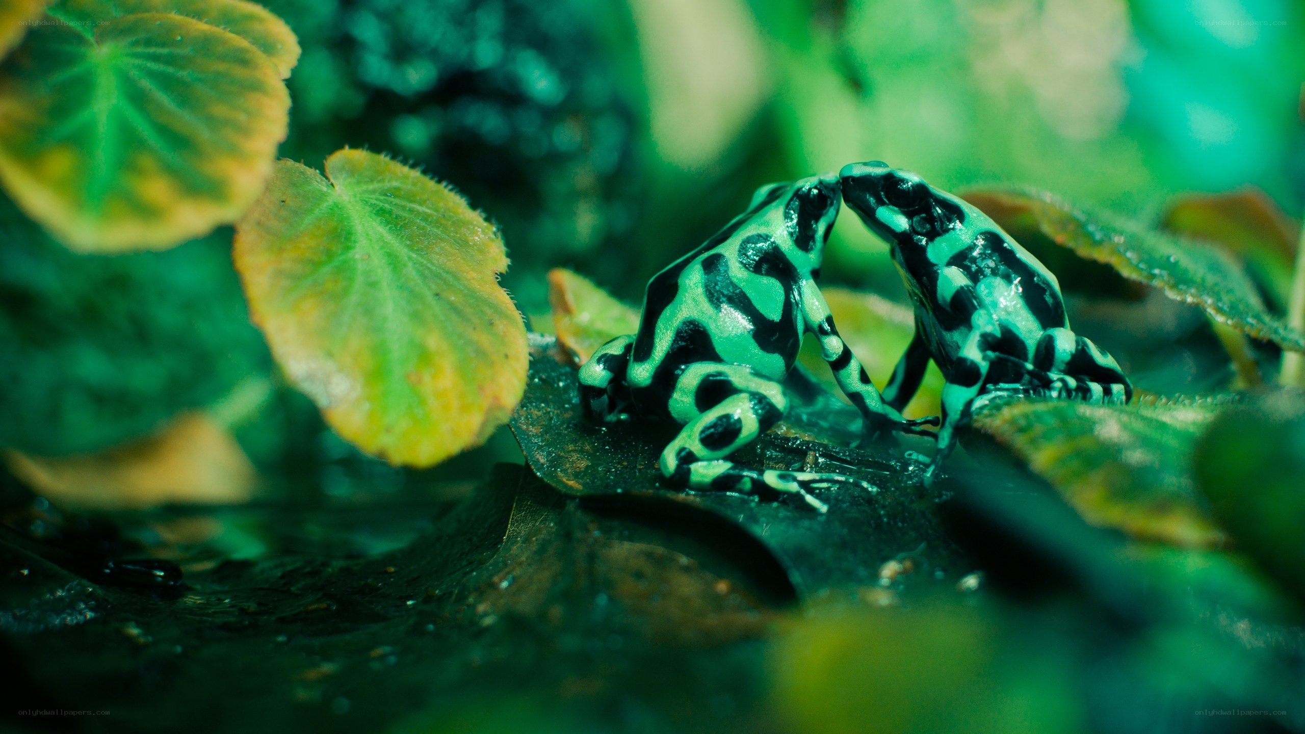 Two frogs in a forest