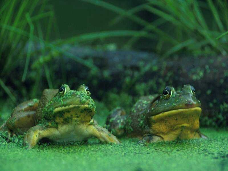 Two frogs in a pond