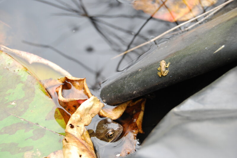 Two Frogs in Pond