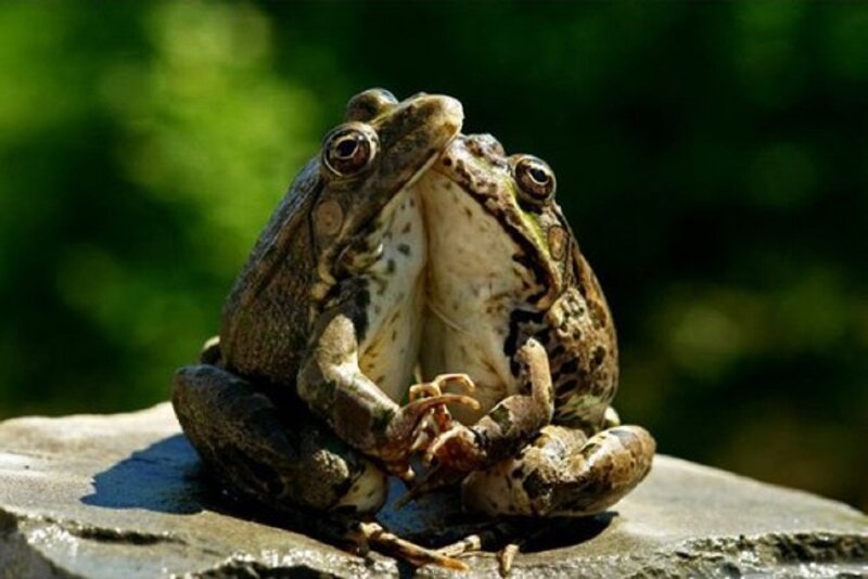 Two Frogs Mating — Green