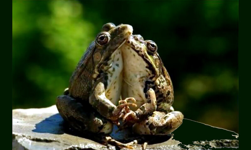 two frogs mating on a rock