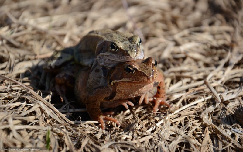 two frogs mating on dry grass