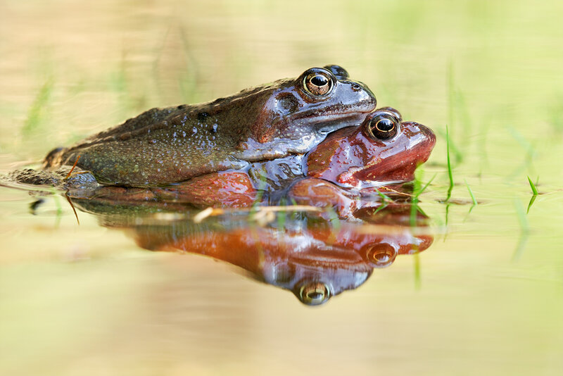 Two Frogs Mating