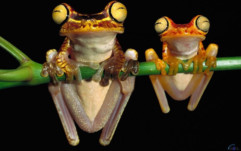 Two frogs on a branch