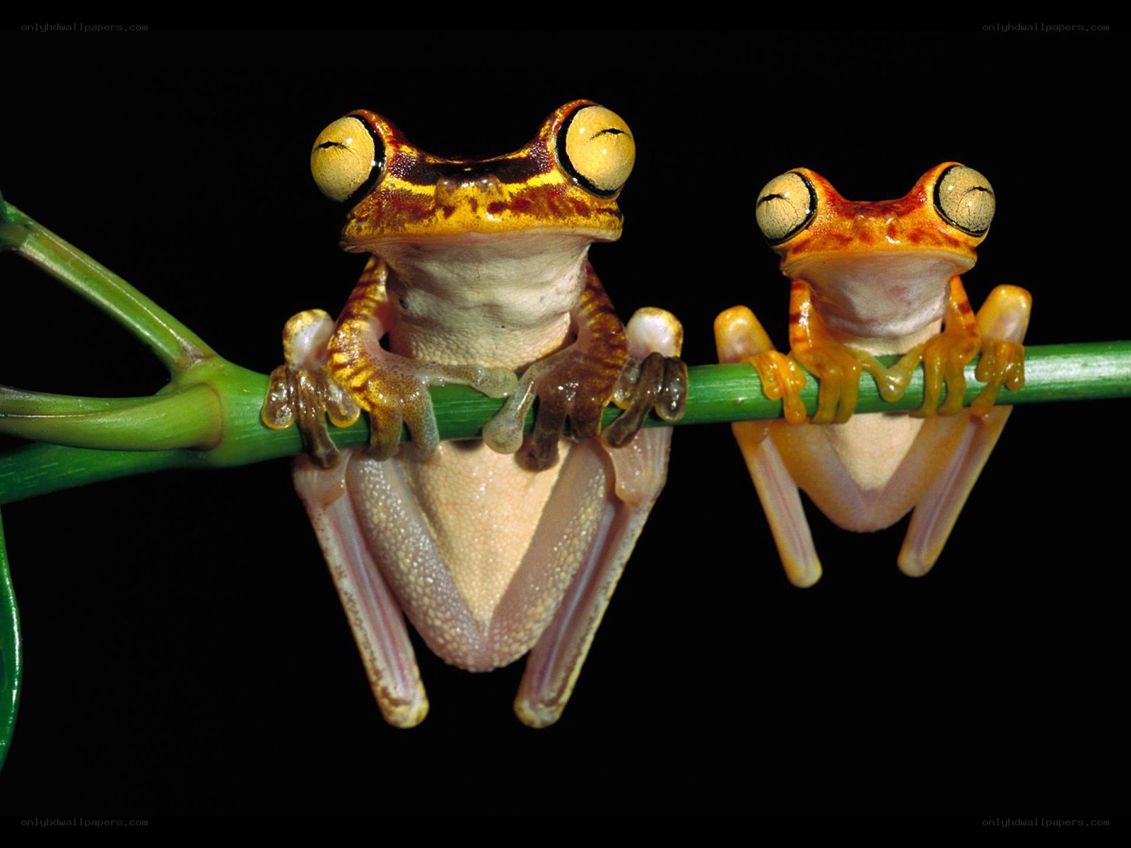 Two frogs on a branch