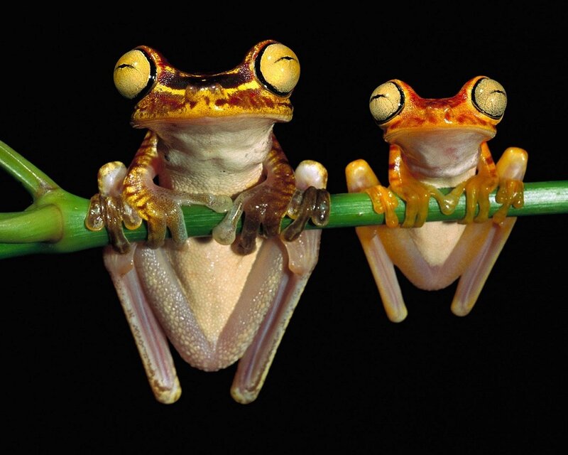 Two frogs on a branch