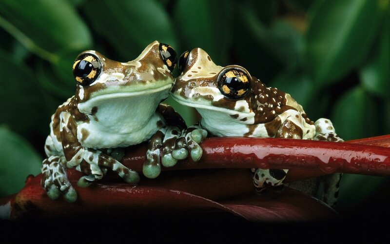 Two Frogs on a Branch — Green, Calm, Photograph