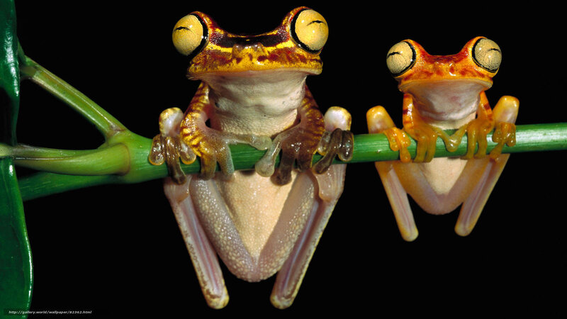 Two frogs on a branch