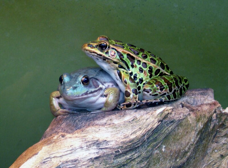 Two Frogs on a Log
