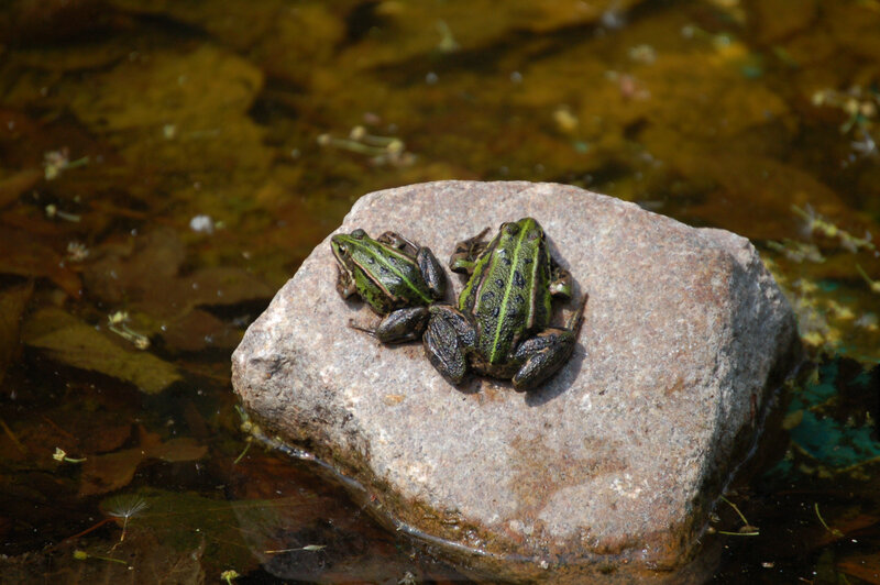 Two Frogs on a Rock