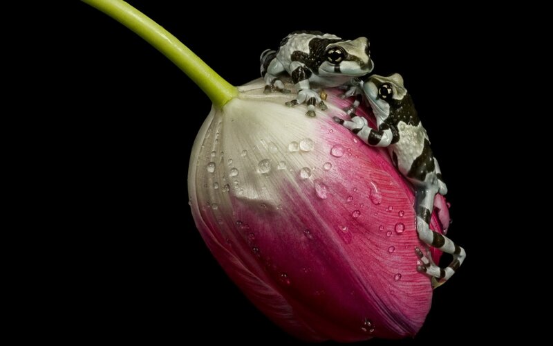 Two Frogs on a Tulip