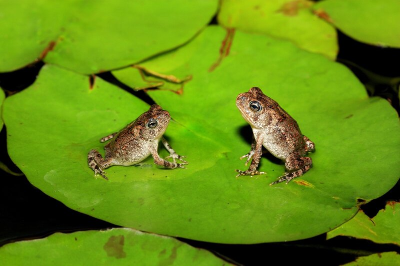 Two Frogs on Lily Pad — Green