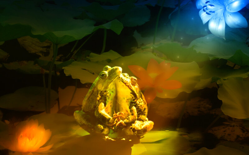 Two Frogs on Lily Pad