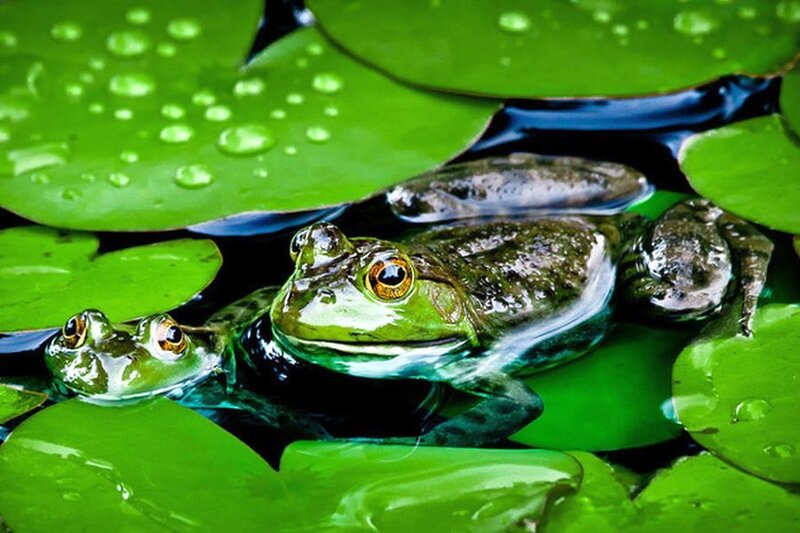 Two Frogs on Lily Pads — Green
