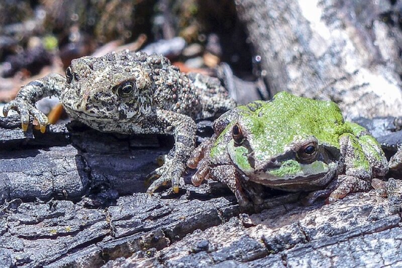 Two Frogs on Log