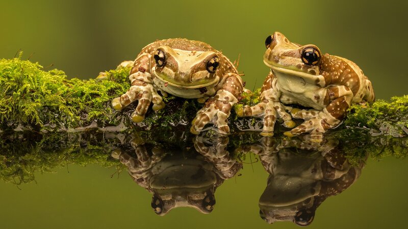 Two Frogs on Moss