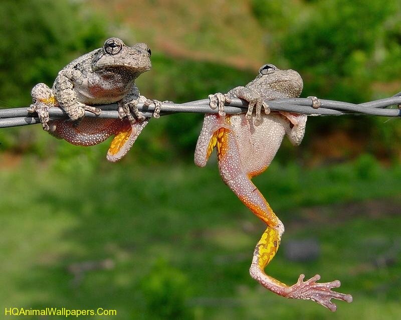 Two Frogs on Wire