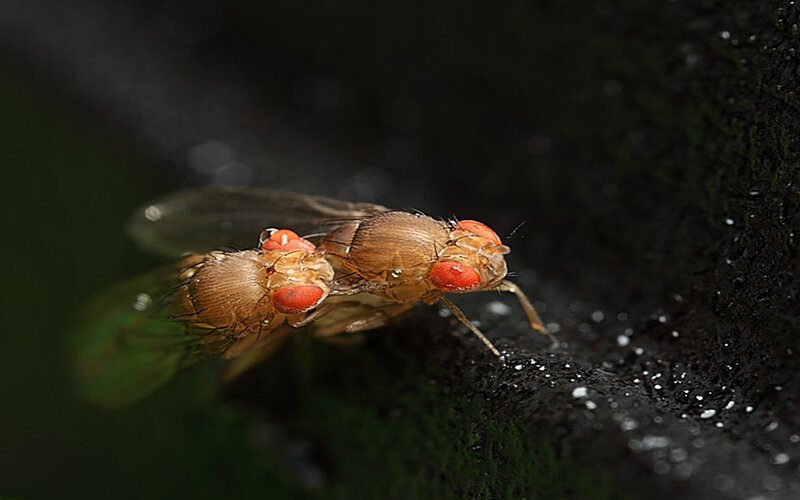 Two fruit flies on a surface