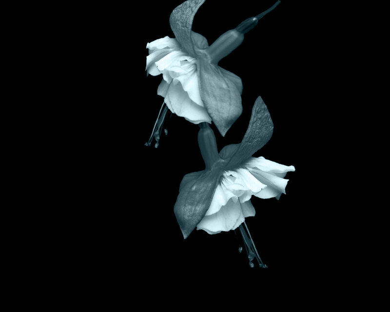 Two Fuchsia Flowers