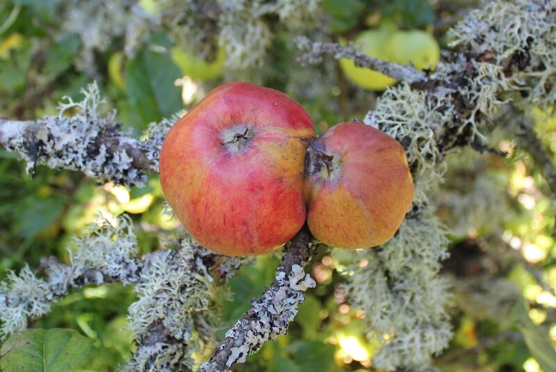 Two Fused Apples