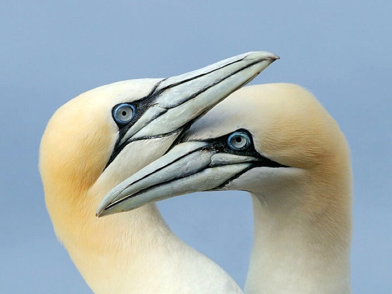 Two Gannet Birds