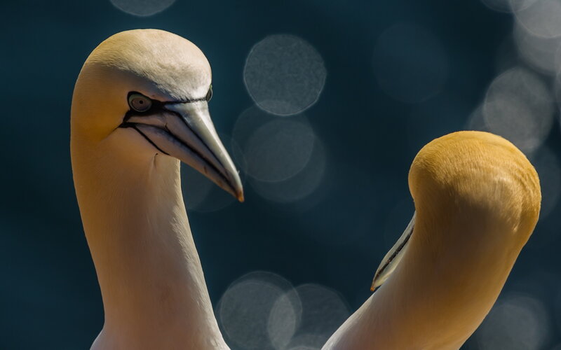 Two Gannets Close-up