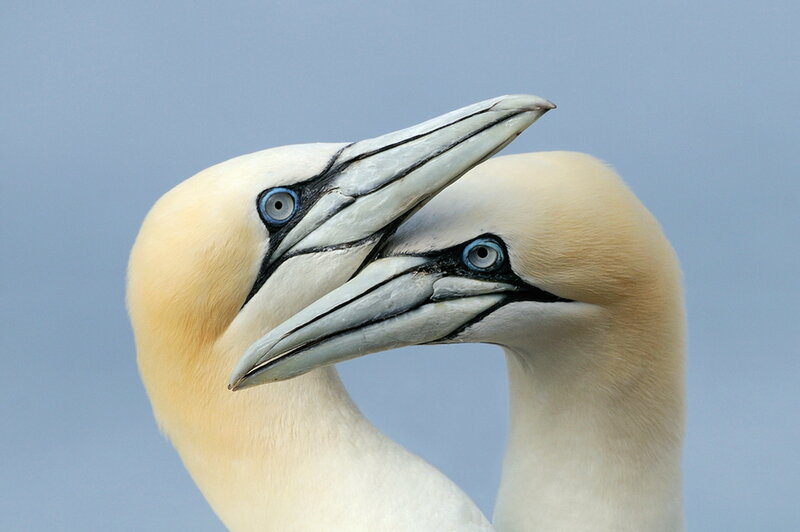 Two Gannets Facing Each Other