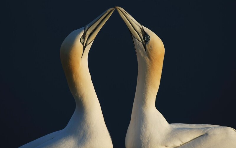 Two Gannets Facing Each Other — White