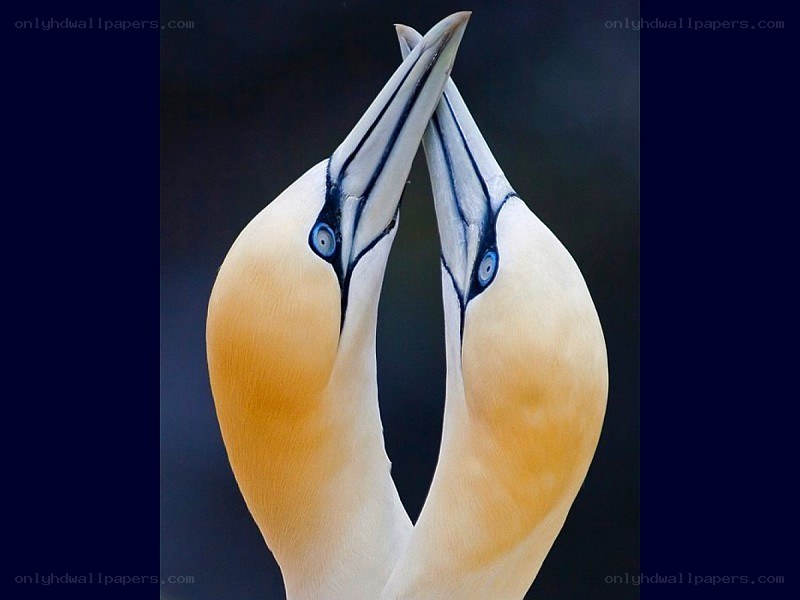 Two gannets in courtship