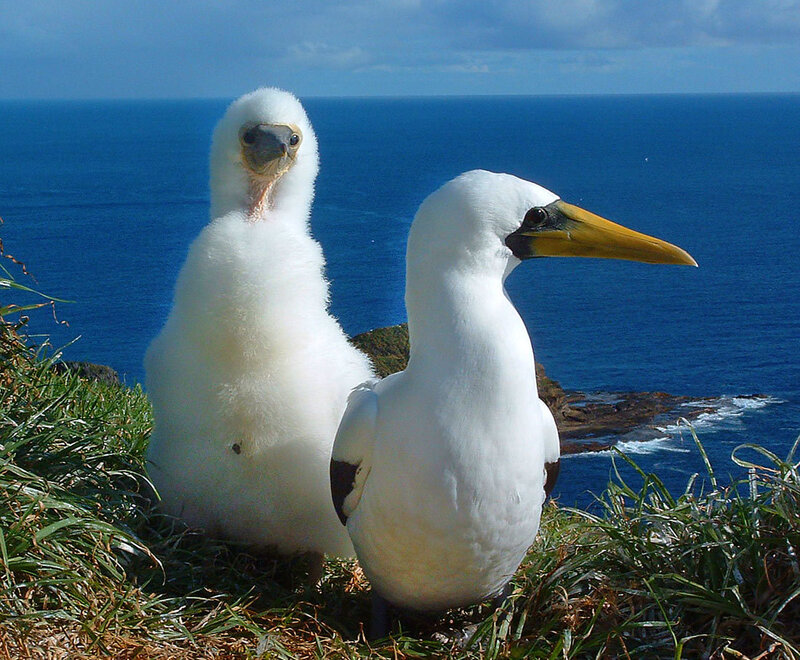 Two gannets on a cliff