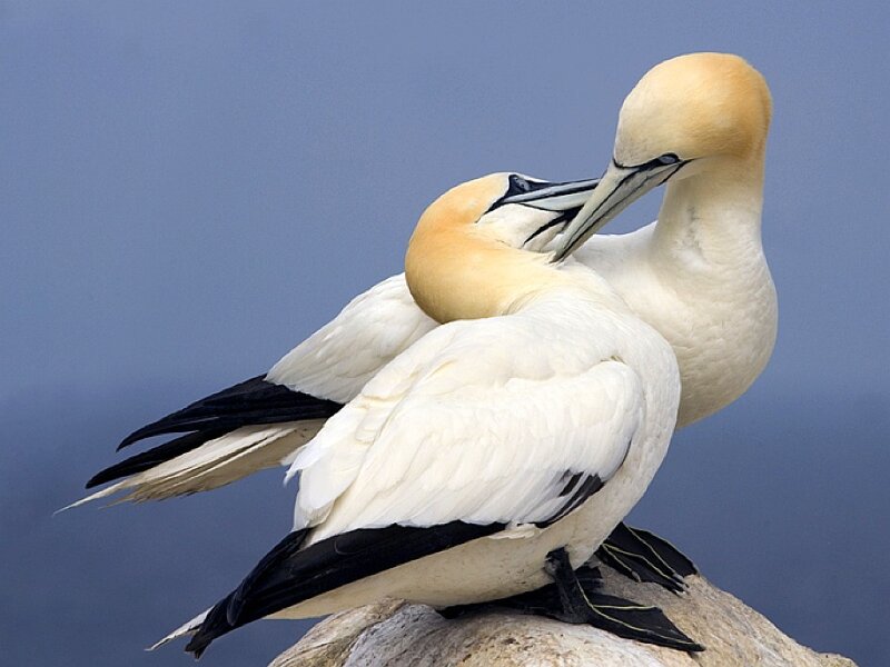 Two Gannets on a Rock