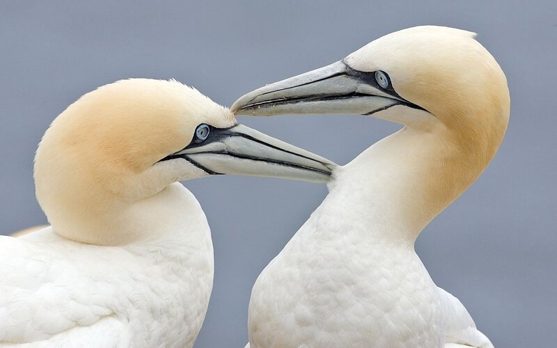 Two gannets touching beaks