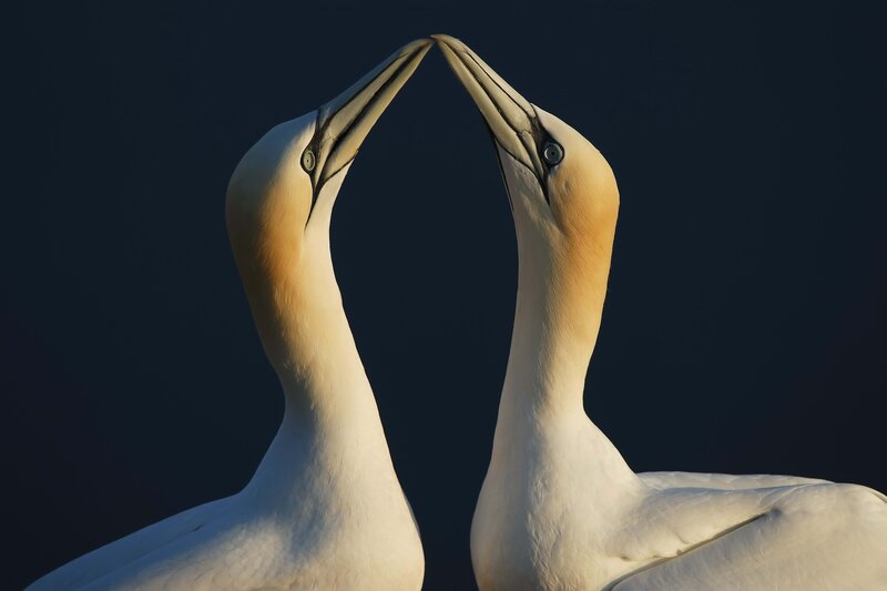 Two Gannets Touching Beaks — White