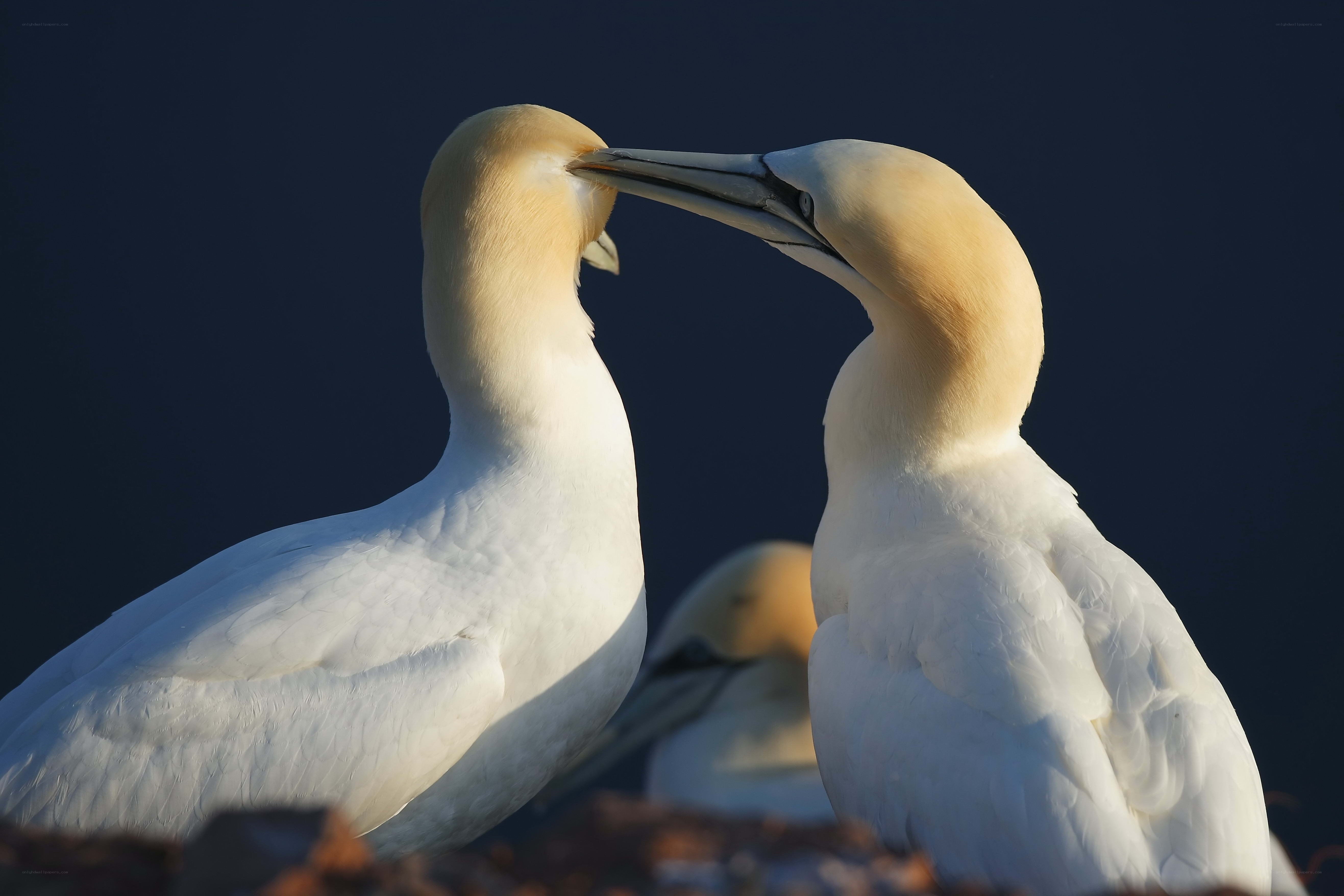Two gannets touching beaks