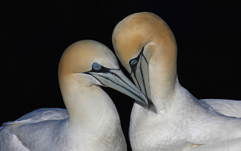 Two Gannets Touching