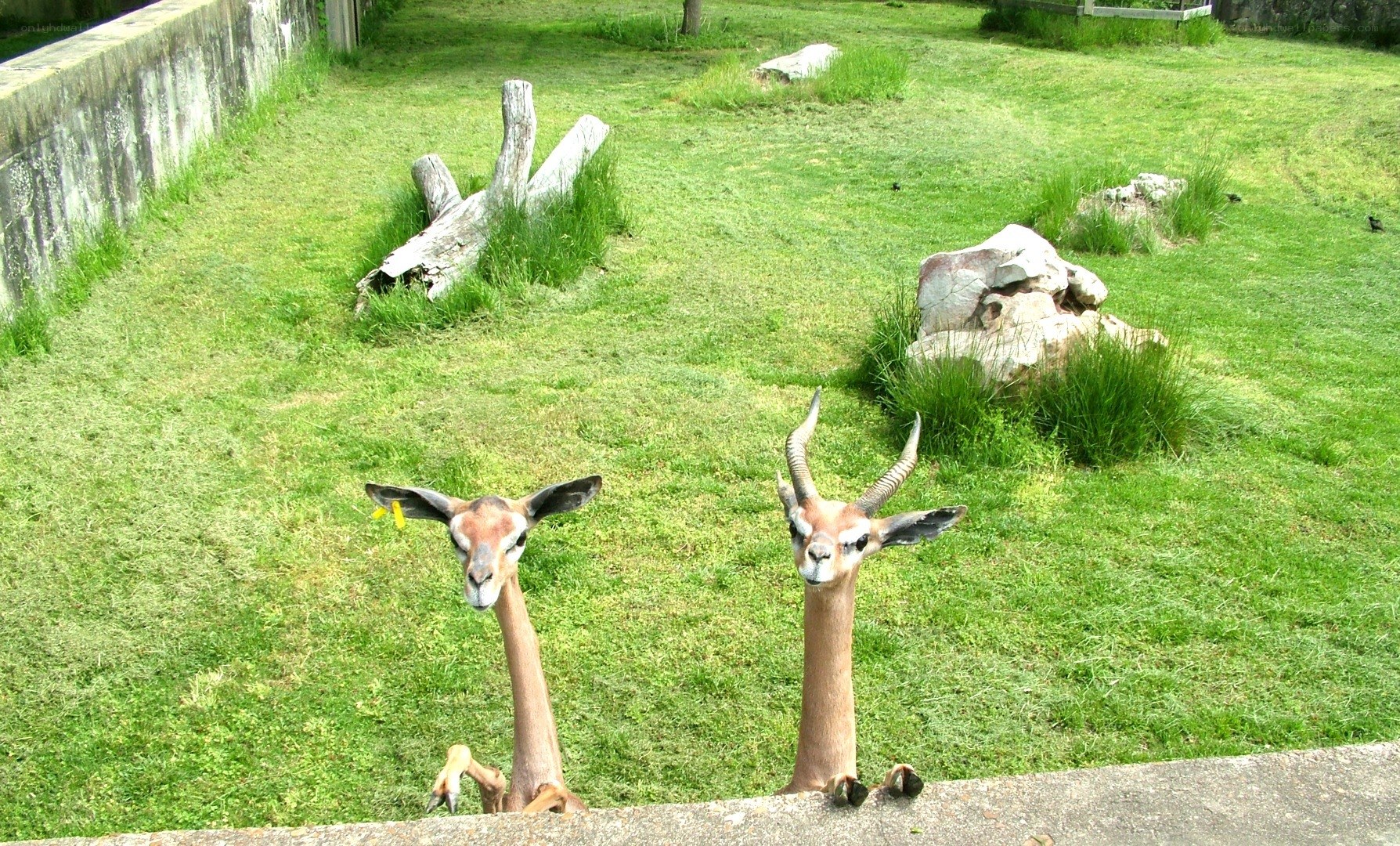 Two gazelles peeking over a wall
