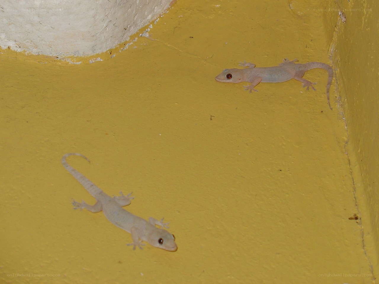 Two geckos on a yellow wall