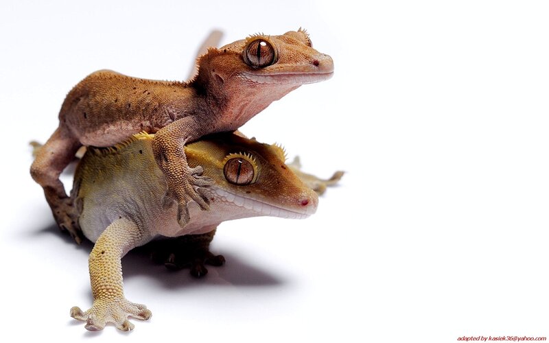 Two Geckos on White — Brown