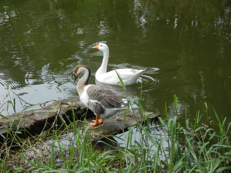 Two Geese by Water