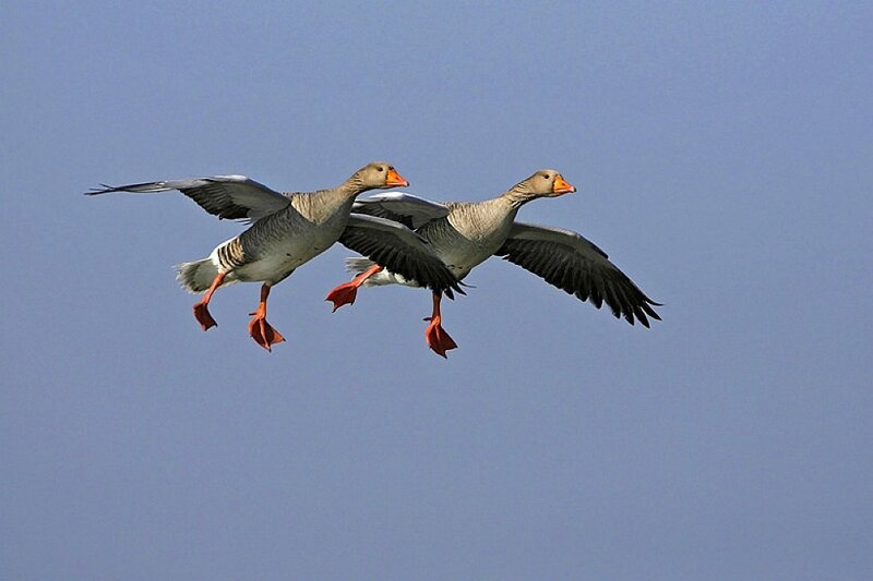 Two geese flying in formation