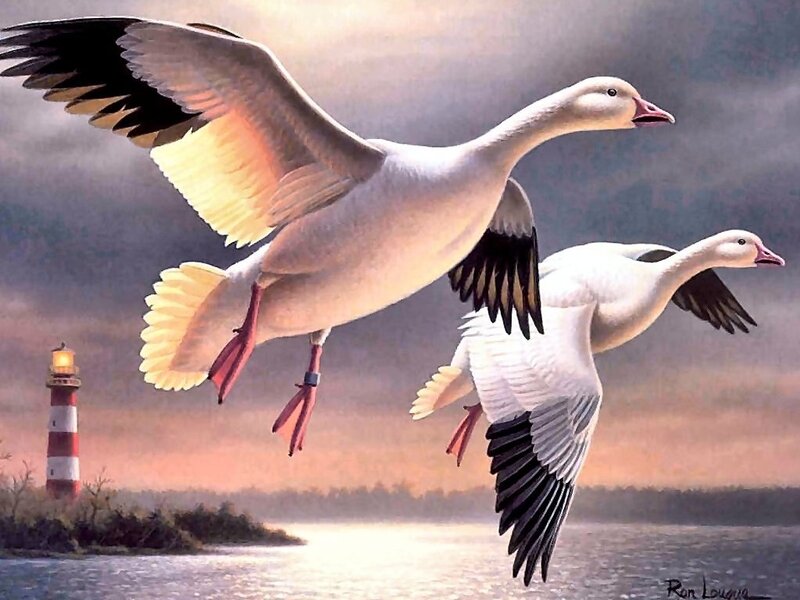 Two Geese Flying