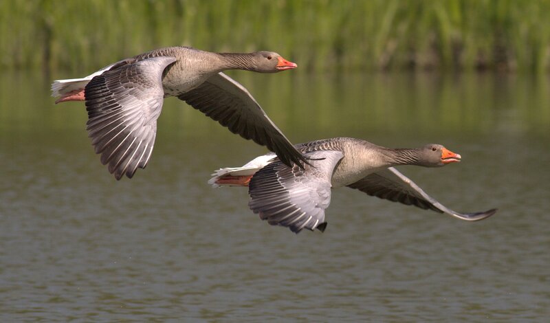 Two Geese in Flight — Gray, Serene