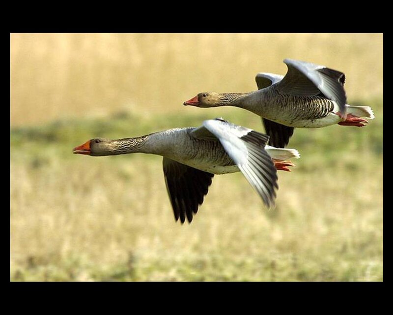 Two Geese in Flight — Gray