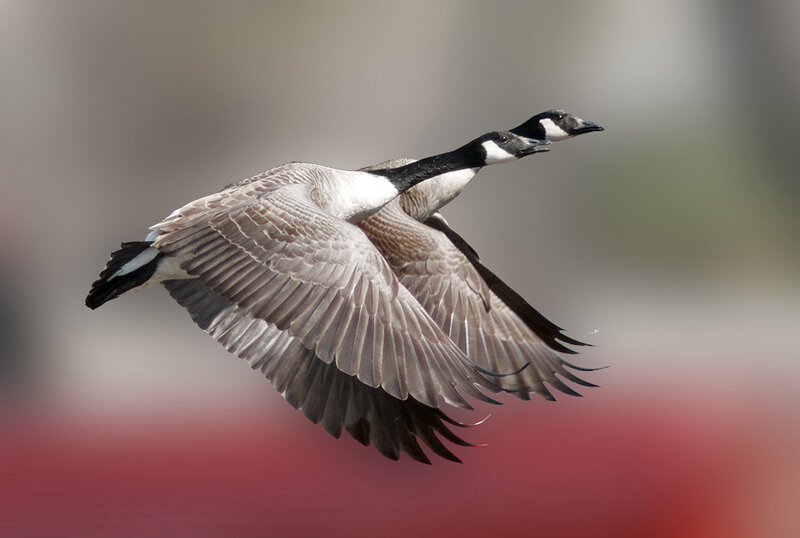 Two Geese in Flight