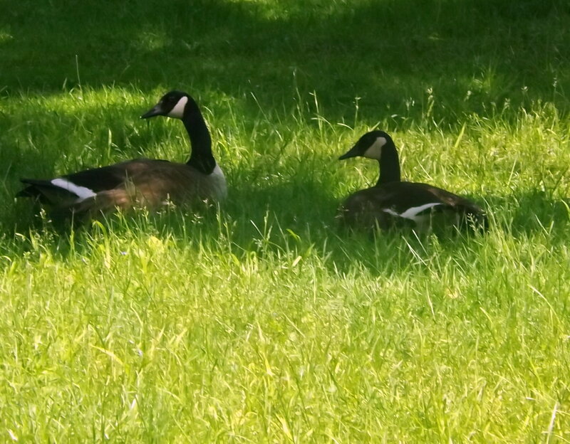 Two Geese in Grass — Green