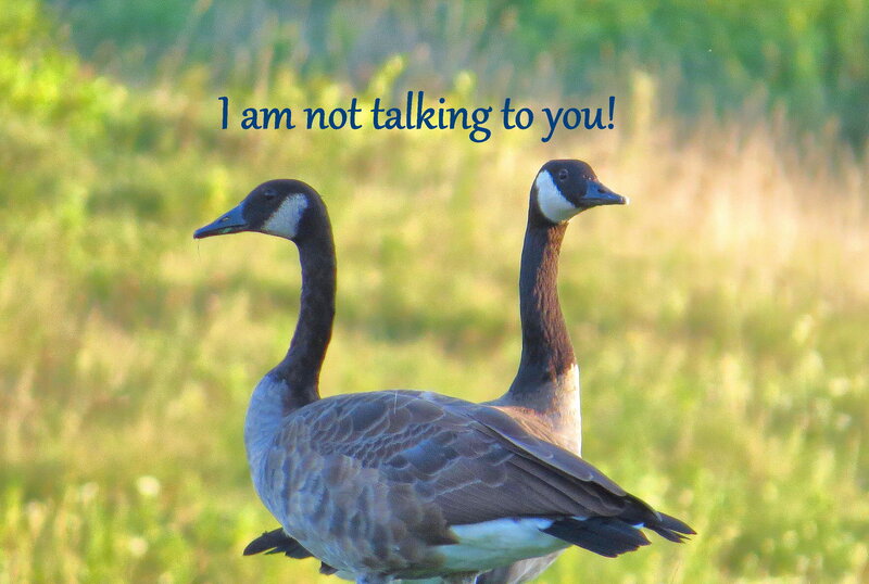 Two Geese in Grass