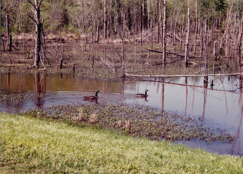 Two Geese in Pond
