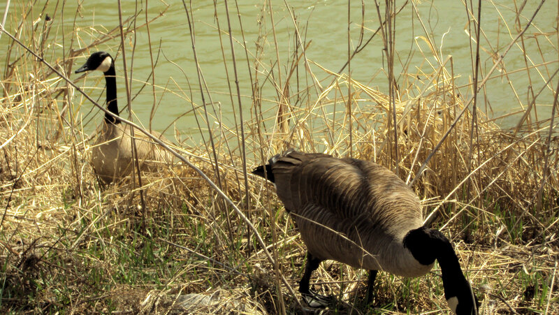Two Geese in Reeds