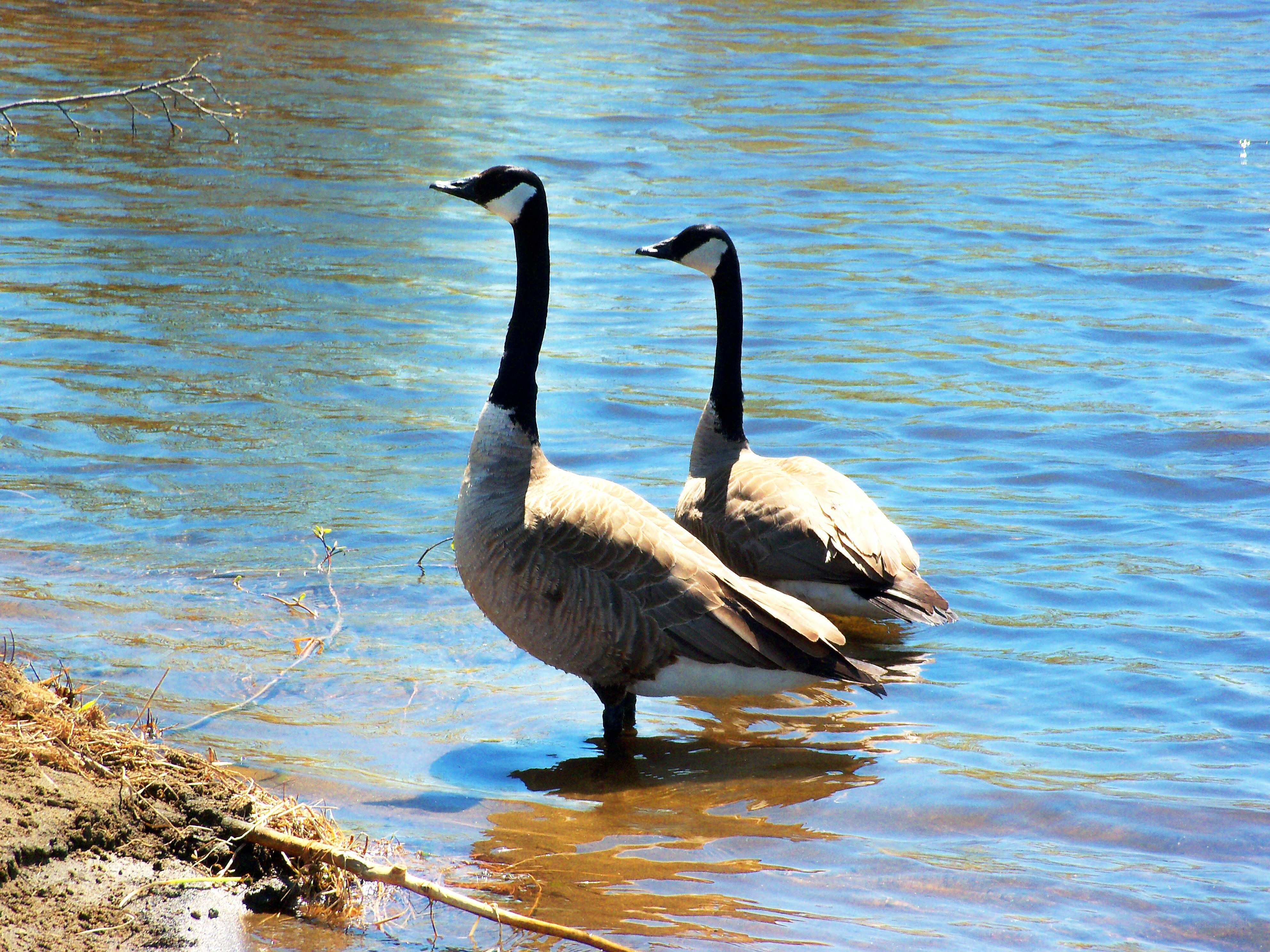 Two geese in shallow water
